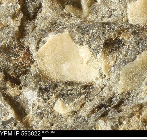 undet. Mollusca