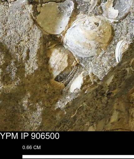 Corbulamella?