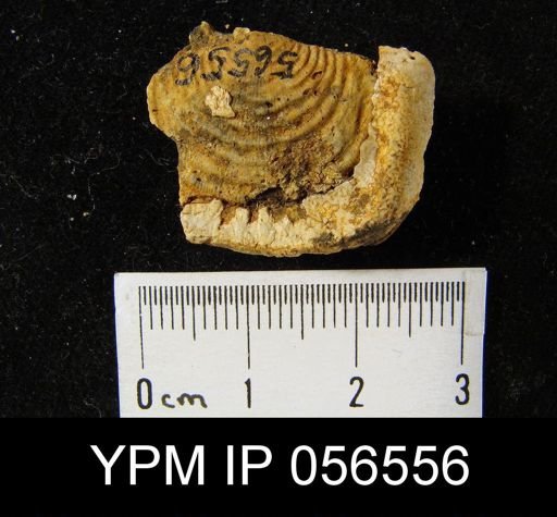 Leptaena rhomboidalis
