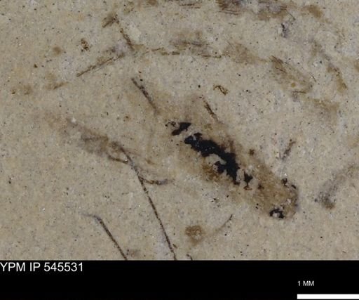 undet. Insecta