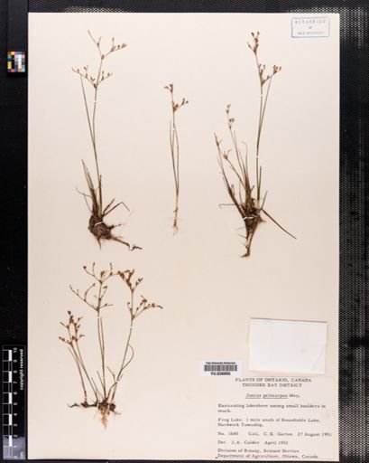 Juncus pelocarpus