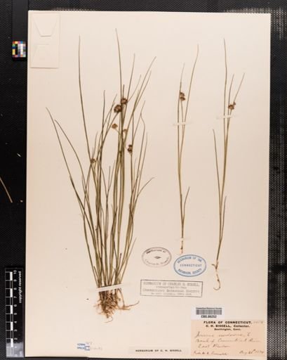 Juncus nodosus