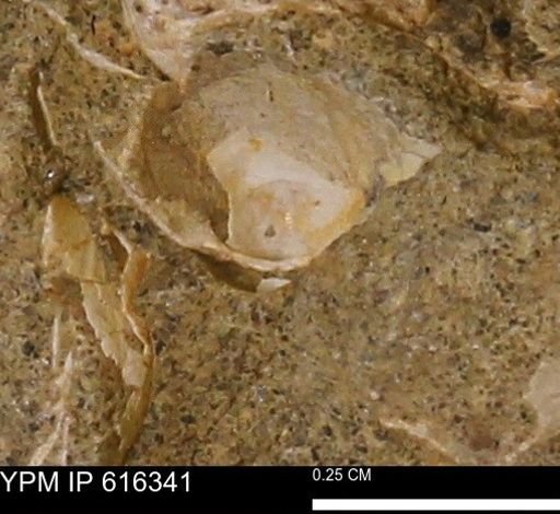 Protocardia subquadrata