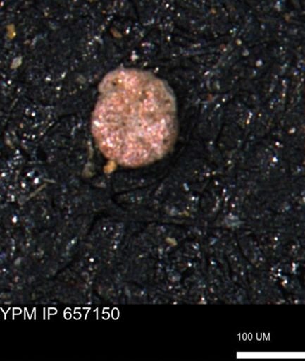 Haplophragmoides gigas
