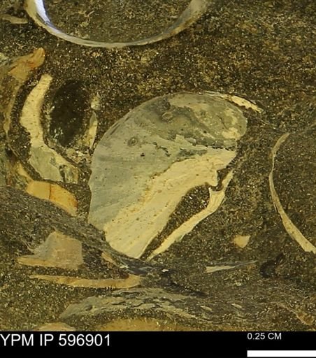 undet. Bivalvia