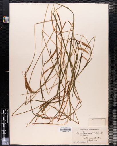 Carex prasina