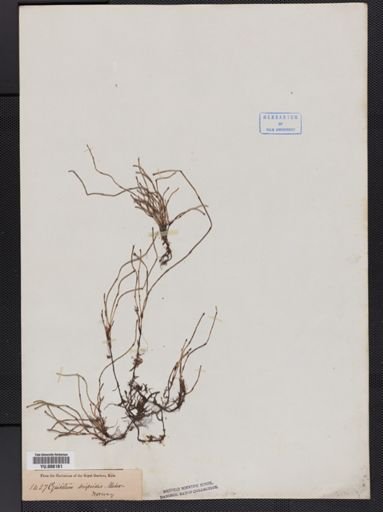 Equisetum scirpoides
