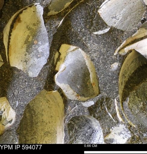 Limopsis? striatopunctatus