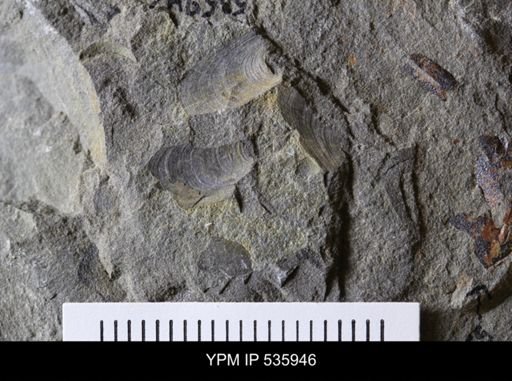 Lingula sp.