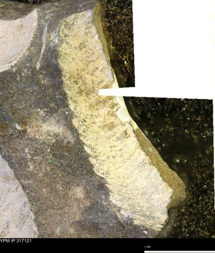 Hoploscaphites sp.