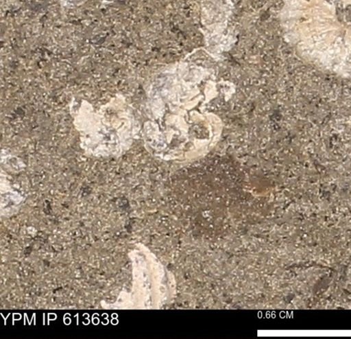 Scaphites sp.
