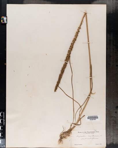 Triglochin maritima