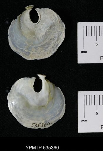 Anomia glabra