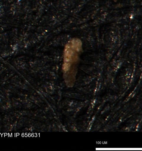 Verneuilina canadensis