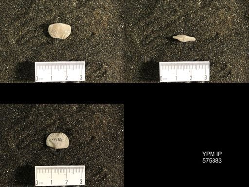 Dinorthis subquadrata