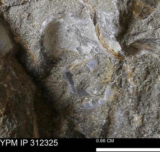 undet. Bivalvia