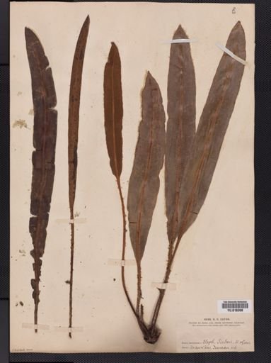Elaphoglossum