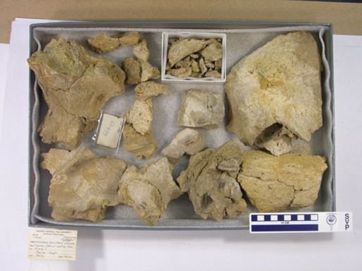 Arsinoitherium sp.