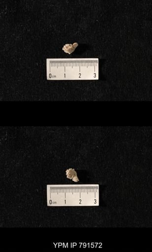 undet. Bryozoa