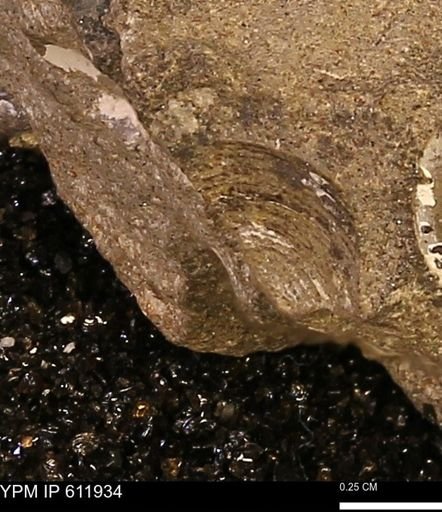 Protocardia subquadrata