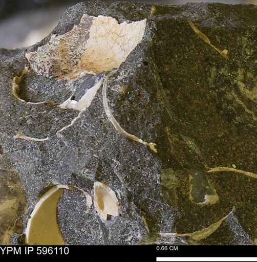 undet. Bivalvia