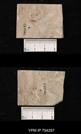 undet. Diptera