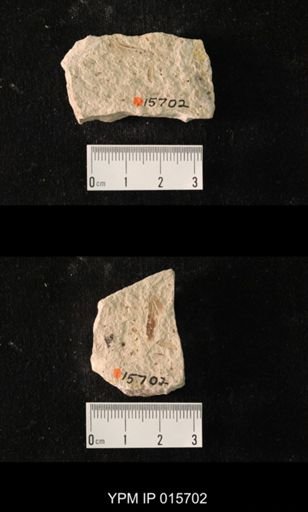 Permoblattina permiana