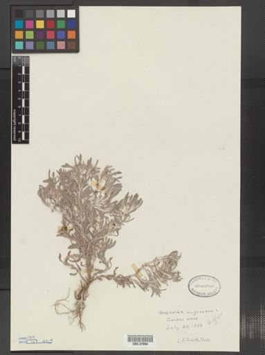 Gnaphalium uliginosum