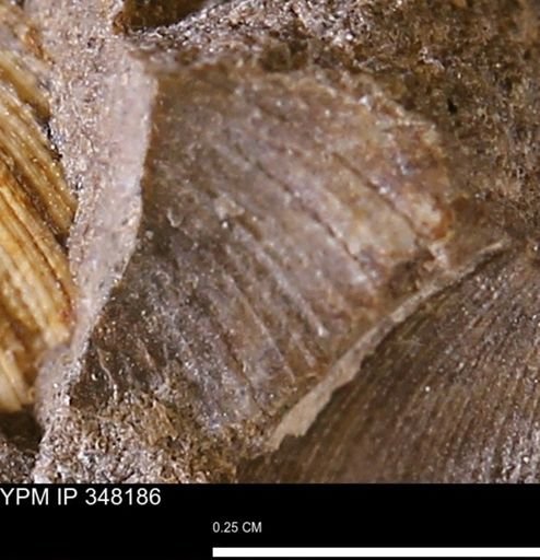 Limopsis striatopunctatus