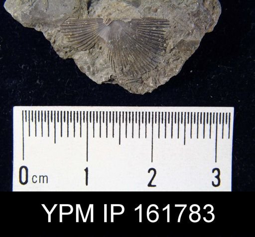 Schuchertella subplana