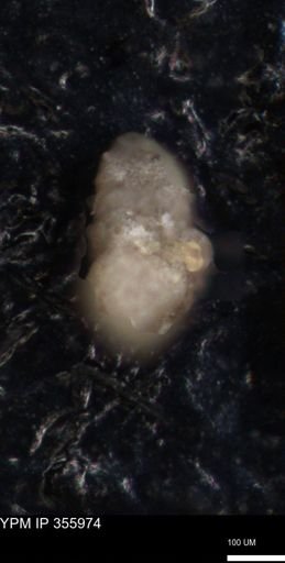 undet. Foraminiferida
