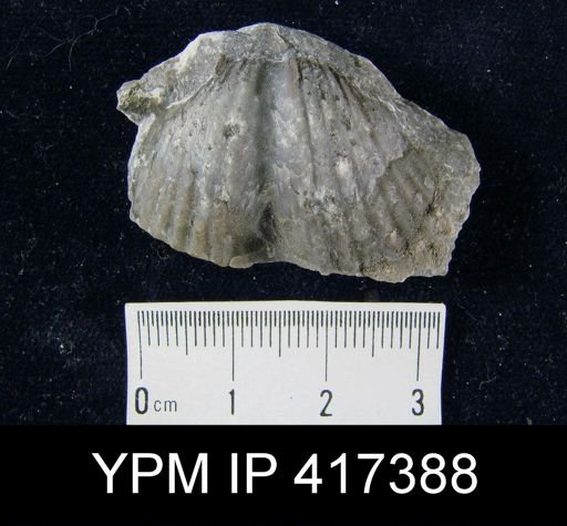 Spirifer cyclopterus