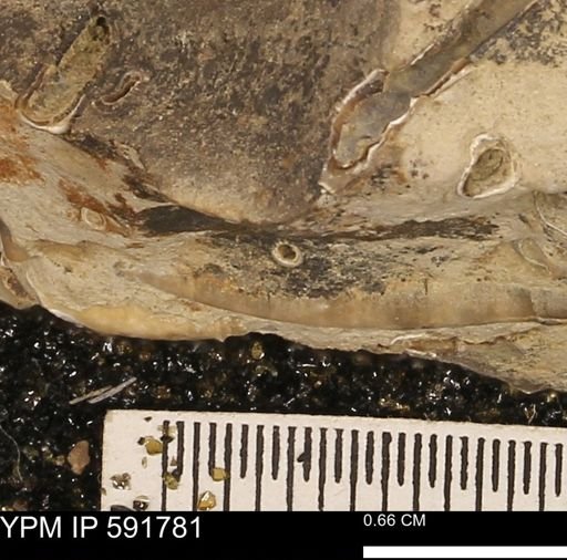 Serpulidae