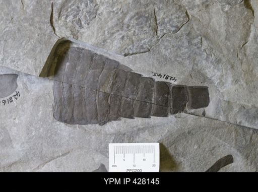 undet. Eurypterida