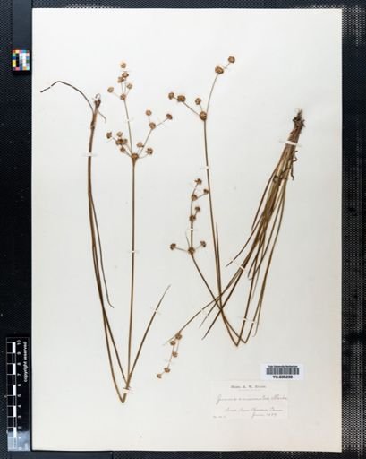Juncus acuminatus