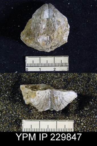 Neospirifer dunbari