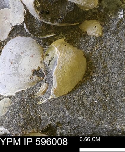 Protocardia?