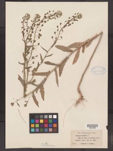 Thlaspi arvense