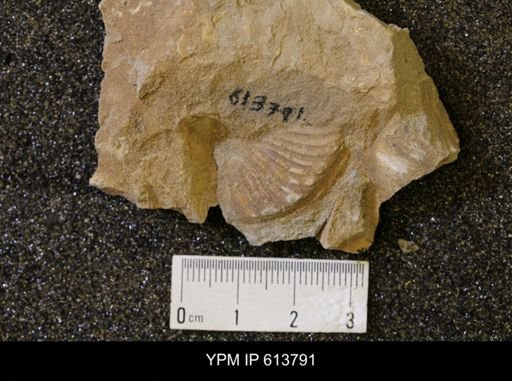 undet. Collignoniceratidae