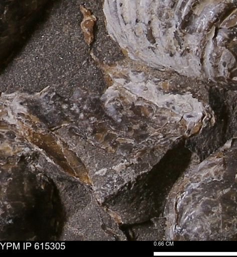 Inoceramus sp.