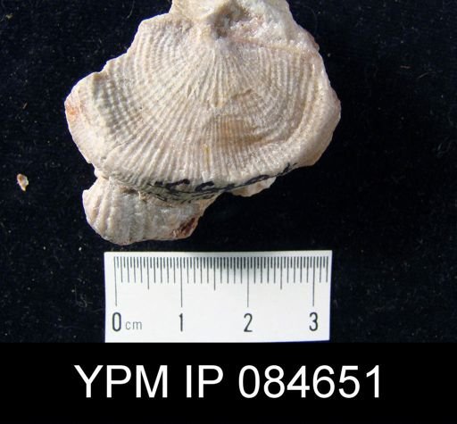 Leptaena rhomboidalis