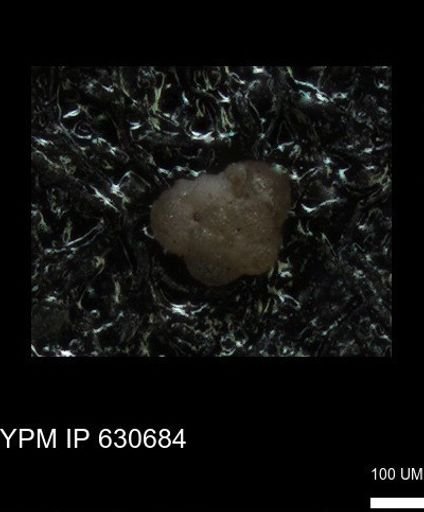 undet. Foraminiferida