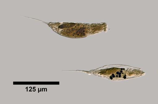 Trichocerca mollis