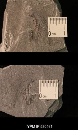 Zacanthoides