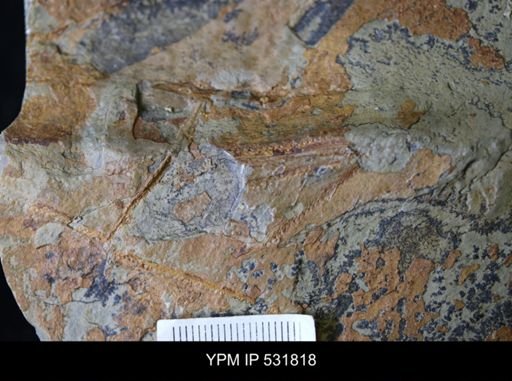 undet. Graptolithina