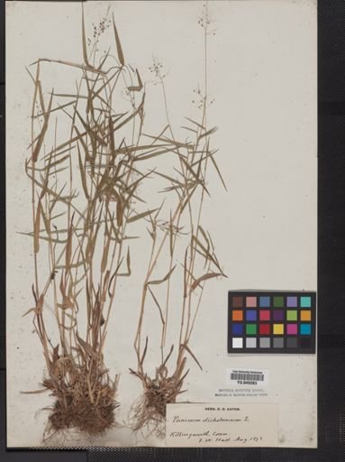 Panicum dichotomum