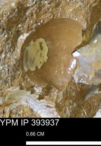 Protocardia?