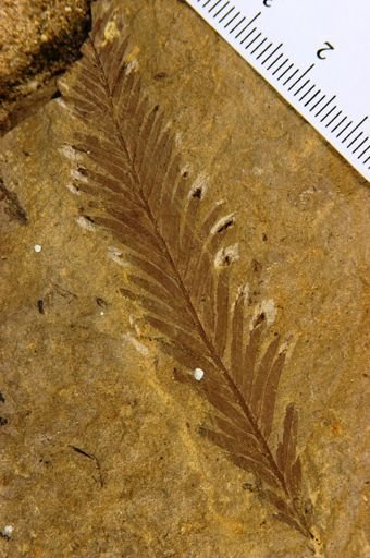 Sequoia affinis