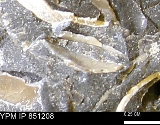 Limopsis striatopunctatus
