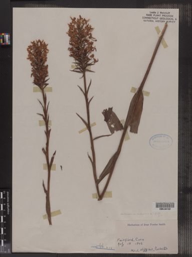 Habenaria ciliaris